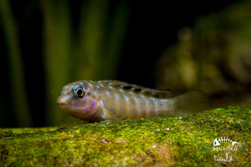 Spathodus cf. erythrodon 'Kekese'